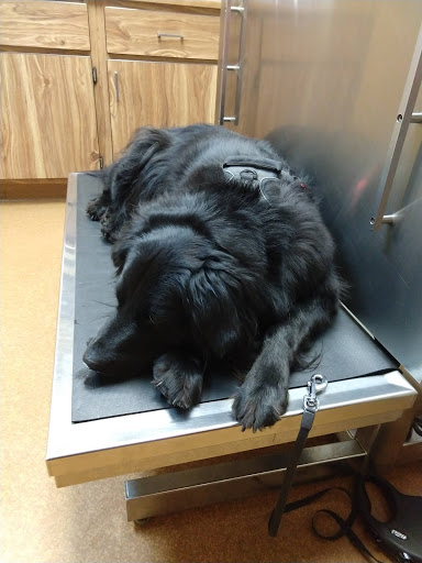 Fairborn Animal Hospital - Thumbnail