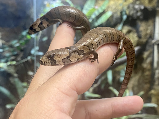 Rainforest Exotics - Visual