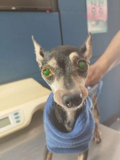 CLINICA VETERINARIA MI MASCOTA