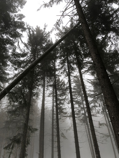 Wanderparkplatz Schellenberg (Greising) - Thumbnail