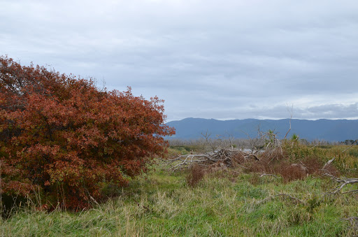 Boggy Pond Wairarapa Moana Wetlands - Thumbnail