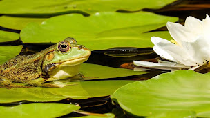 Photo n°36 de Bistro d Olivier à Montferrand-le-Château (Restaurant)