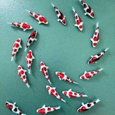 Photos of Biota Aquarium