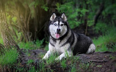 Siberian Husky Puppies For Sale |Adoption | Noble Siberian Huskies