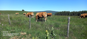 Photo n°1 de Gaec Bladou #lauvlim à Ytrac (Éleveur)