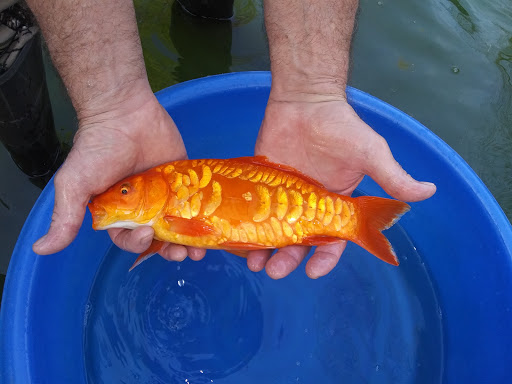 Florida Koi - Visual