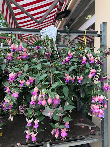 Blumen-Dörrfeld - Thumbnail