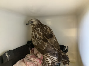 Photo n°3 de Okivét - Clinique Vétérinaire de la Collégiale à Seclin (Urgences vétérinaires)