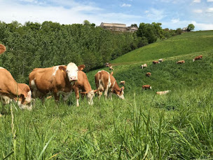 Photo n°1 de Ferme de Gandalou à Rodelle (Ferme d'élevage)