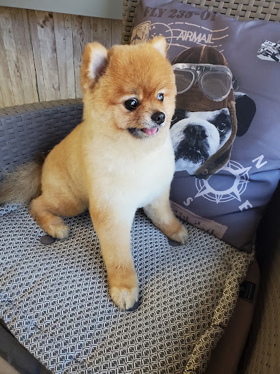 FELIDOG86
