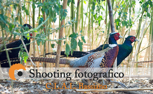 Visù Studio - Thumbnail