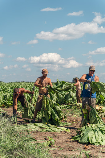 Edgerton Tobacco Heritage Days - United States