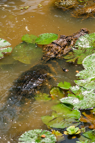 Hotel Eclypse de Mar Acqua Lodge by null