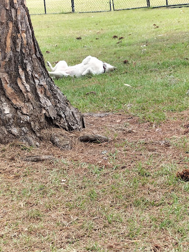 Ryan Park Dog Off Leash Area - Thumbnail