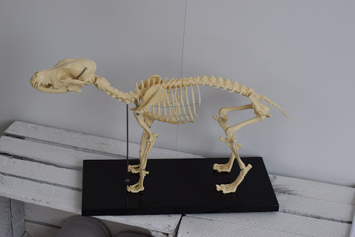 Hundephysiotherapie Scheriau - Thumbnail