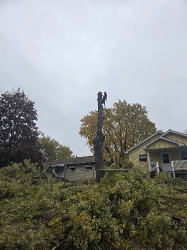 Tarzan Tree Solutions, LLC