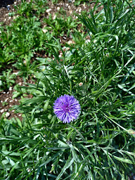 Photo n°12 de Terre de Garance - infusions gastronomiques à Loulle (Herboristerie)