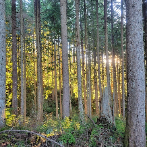 Tiger Mountain Trailhead - Thumbnail
