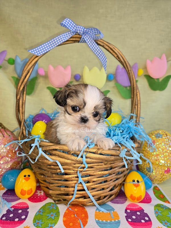 Southern Charm Shih Tzus photo