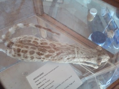Photos of Tsavo West Visitor Centre