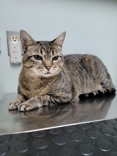 Animal Clinic of West Plains - Thumbnail