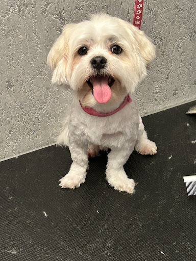 Heads & Tails dog groomer spa