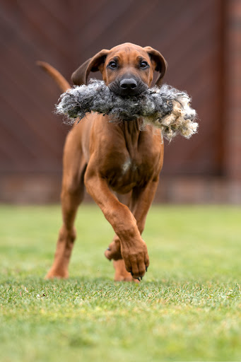 herzundhund - Thumbnail