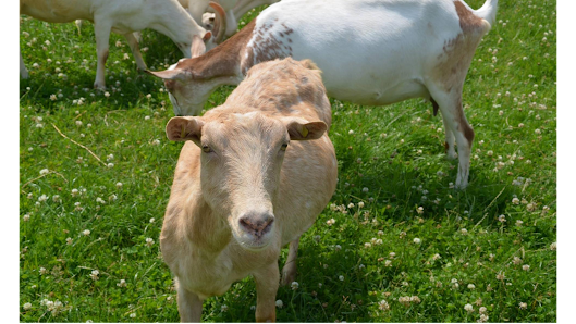 Hofkäserei Konnen - Bööscher Ziegen,-& Kuhkäse Mörtelsstraße 211, 47929 Grefrath, Deutschland