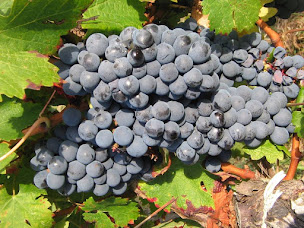 Photo n°5 de SCEA Audouin à Petit-Palais-et-Cornemps (Établissement vinicole)