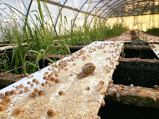 Photo de La Ferme aux Escargots à Épreville (76400)
