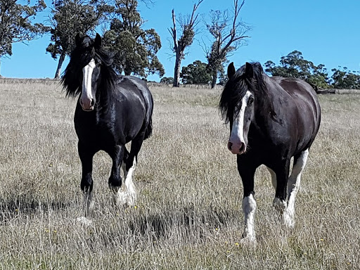 Victoria Ferguson Equine Herbalist - Thumbnail