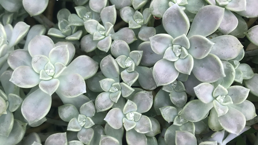 Frederick's Flowers & Gifts - Thumbnail