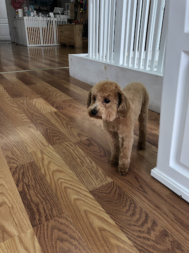 PET POINT - Visual