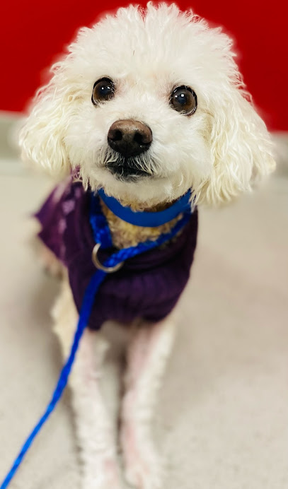 Town & Country Veterinary Hospital & Pleasanton Pet Hotel