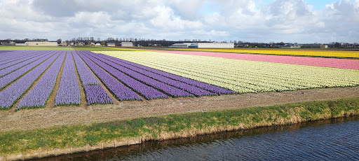 VVV Lisse - Thumbnail