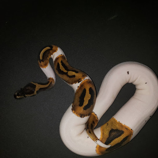 Powers Pythons - Visual