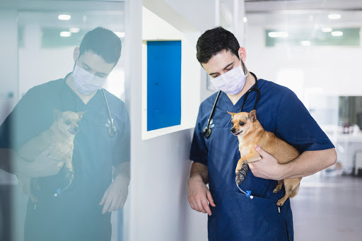 AniCura Valencia Sur Hospital Veterinario