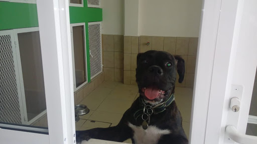 HOSPITAL VETERINARIO