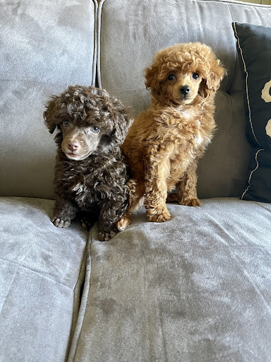 Puppies - Thumbnail