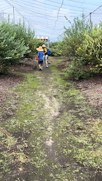 宇梶ブルーベリー