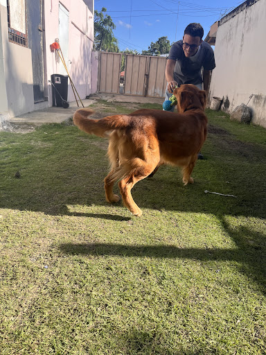 Golden Paws Clínica Veterinaria