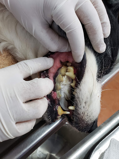 Clínica Veterinaria Roga