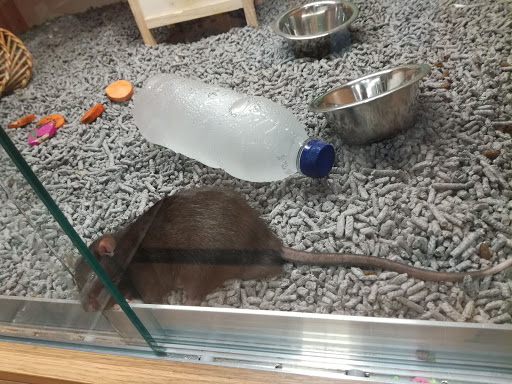 Pets at Home Rayleigh Gallery - United Kingdom