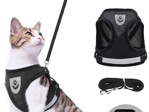 Cat Harness Available