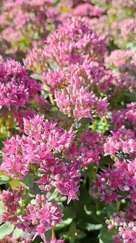 Szkółka Fasty - Rośliny, drzewa i krzewy ozdobne