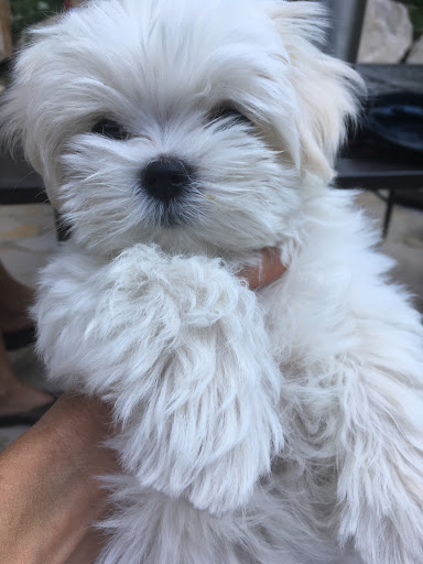 Park City Pet Salon - Thumbnail