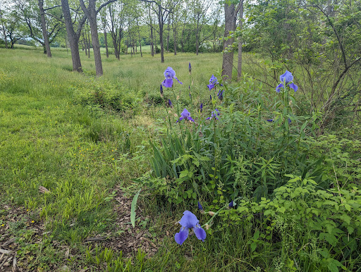 Chestnut Grove Park - Thumbnail