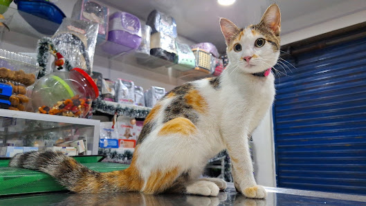 Fotografía de Centro Veterinario ZooMascotas Yopal Gato