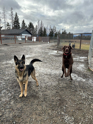 Dirty Dog Salon & Kennels - Thumbnail