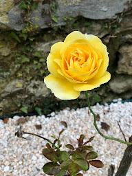 Photo n°12 de SARL Les Bons Amis à Fronsac (Maison d'hôtes)